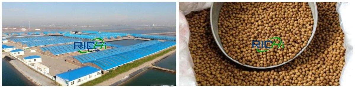 feed from 6TPH Fish Feed Mill Plant